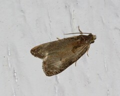 Olethreutes punctanum