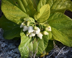 Cordia sebestena
