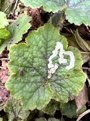 Phytomyza tiarellae