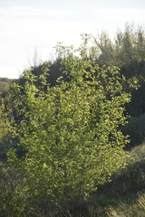Fraxinus parryi