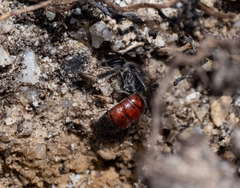 Parasphecodes