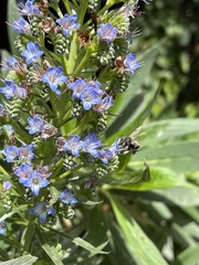 Echium acanthocarpum