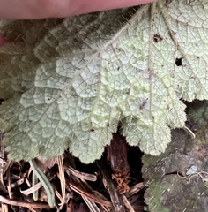 Phytomyza tiarellae