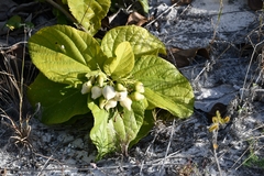 Cordia sebestena