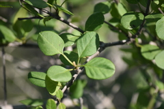 Fraxinus parryi