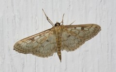Herpetogramma aeglealis