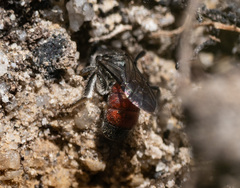 Parasphecodes
