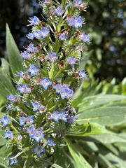 Echium acanthocarpum