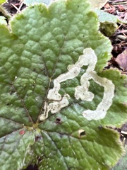 Phytomyza tiarellae