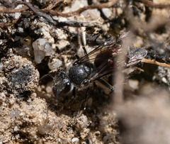 Parasphecodes