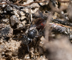 Parasphecodes
