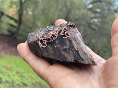 Peniophora albobadia