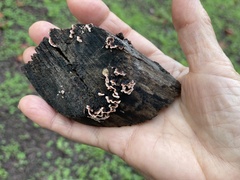 Peniophora albobadia