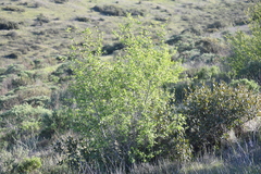 Fraxinus parryi