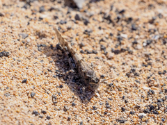 Sphingonotus pachecoi