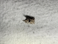 Harmologa amplexana