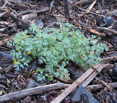 Corydalis aurea