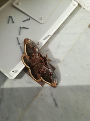 Saturnia pyri