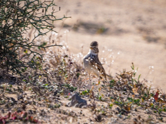 Alaudala rufescens