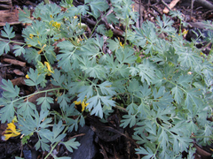 Corydalis aurea
