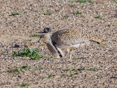 Chlamydotis undulata