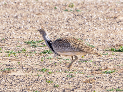 Chlamydotis undulata