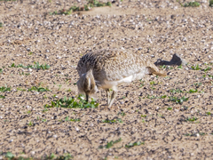 Chlamydotis undulata