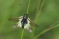 Libelloides coccajus