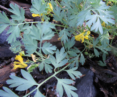 Corydalis aurea