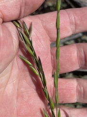 Monachather paradoxus