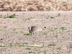 Chlamydotis undulata