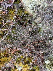 Phlox subulata