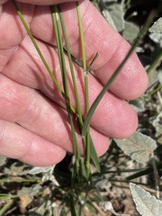 Monachather paradoxus