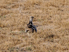 Chlamydotis undulata