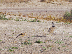 Chlamydotis undulata