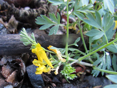 Corydalis aurea