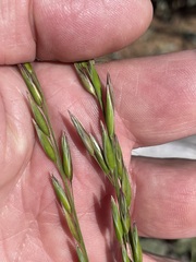 Monachather paradoxus