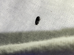 Acrossidius tasmaniae