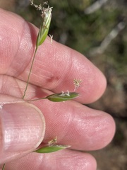 Monachather paradoxus