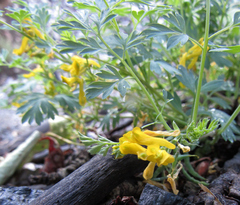 Corydalis aurea