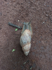 Megalobulimus