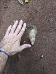 Megalobulimus