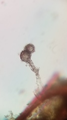 Ephelota