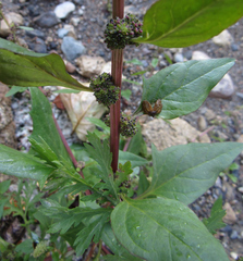 Blitum capitatum