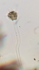 Ephelota