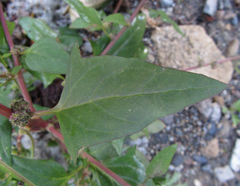 Blitum capitatum