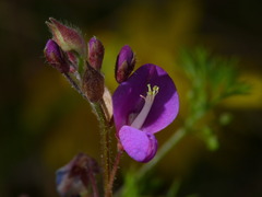 Desmodium molliculum