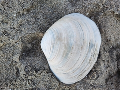 Mactromeris catilliformis