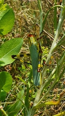 Zoniopoda tarsata