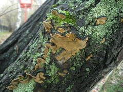 Phellinopsis conchata